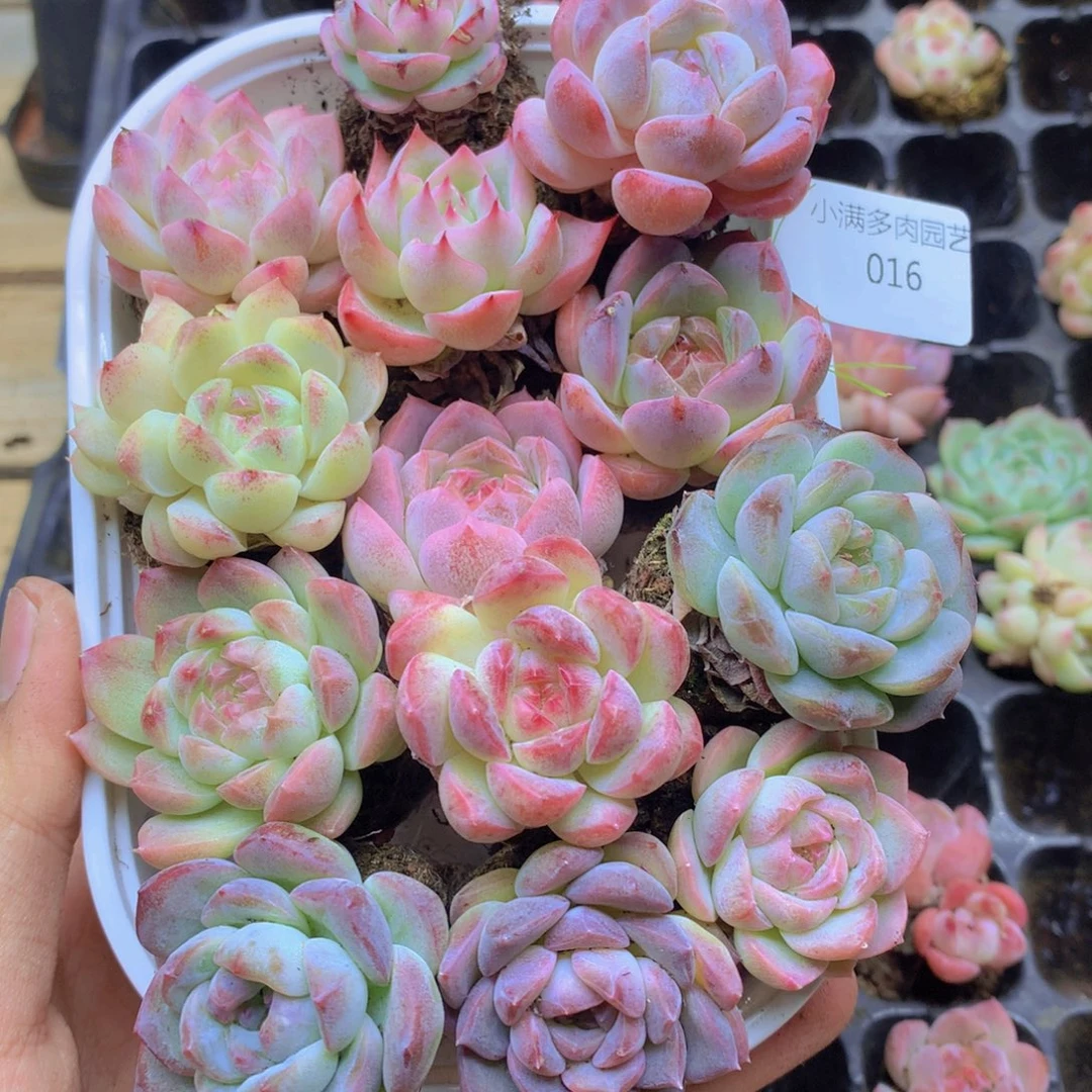 我要去看你了啊我的天016
