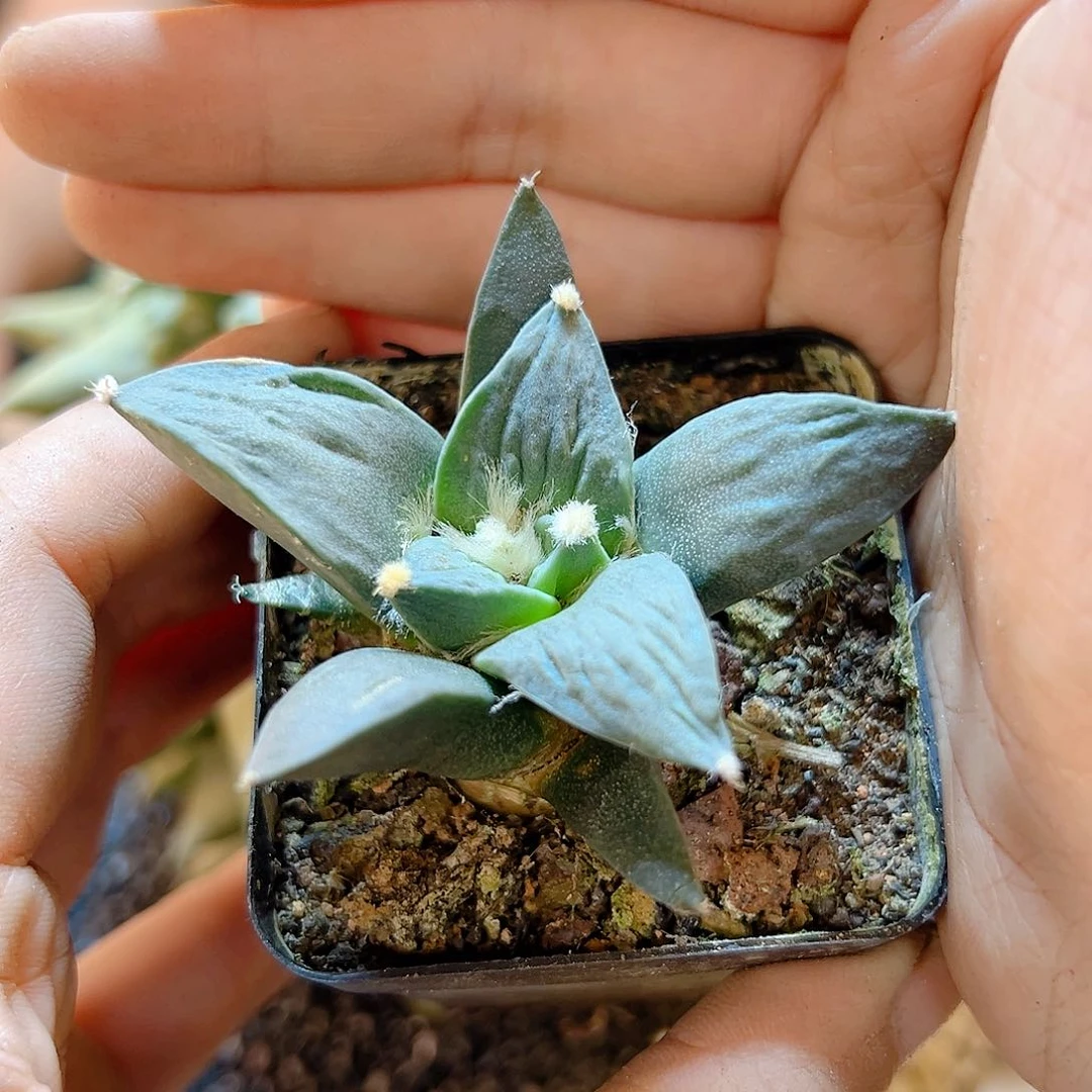 实生好怒怒涛6公分