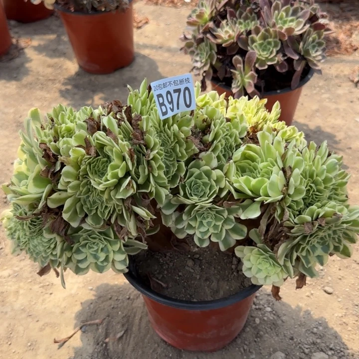 绿豆沙缀……多肉植物……