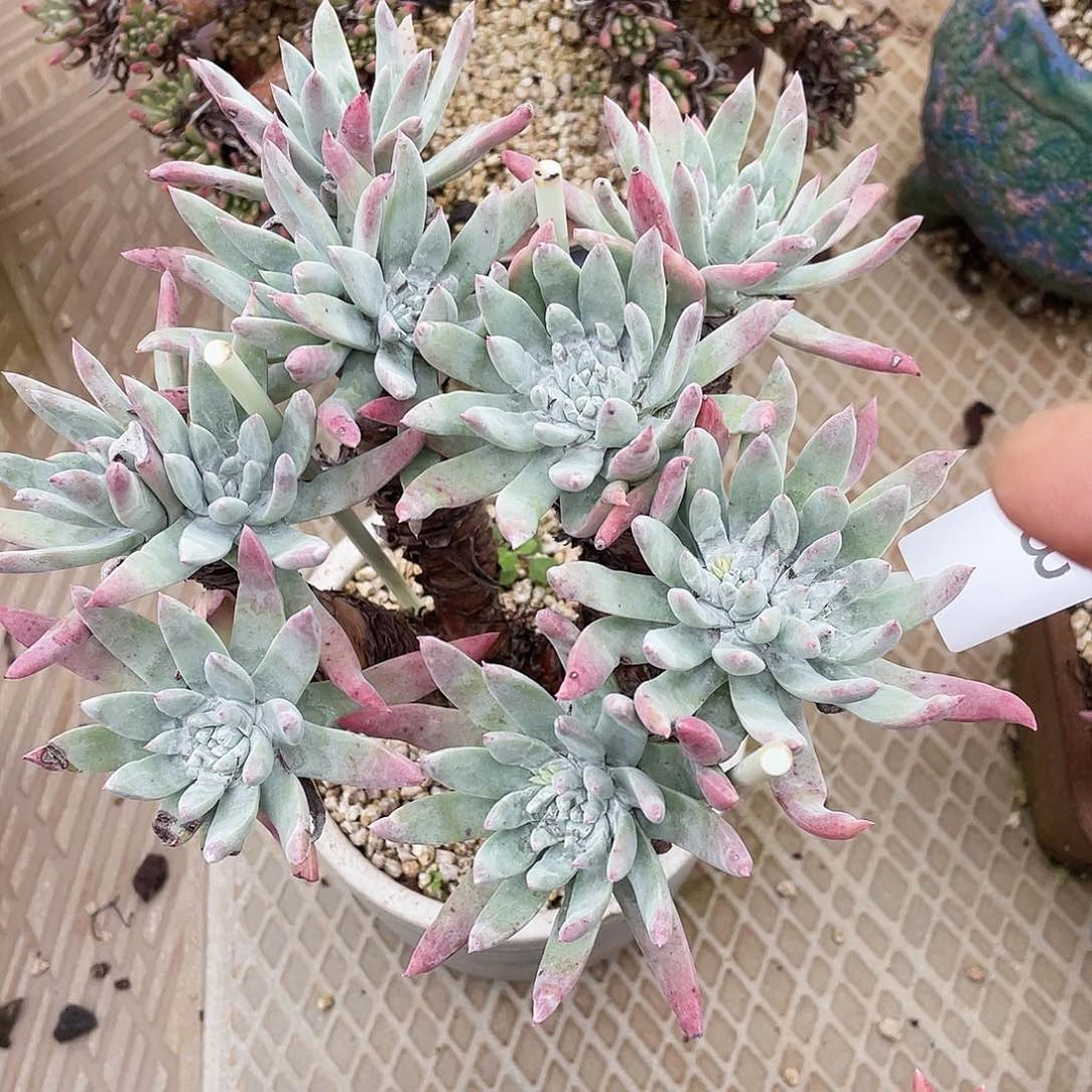 刘丹杂老桩群生1583