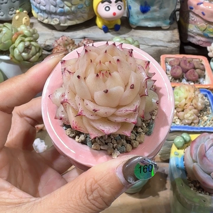 160 多肉含盆土30元包邮除偏远
