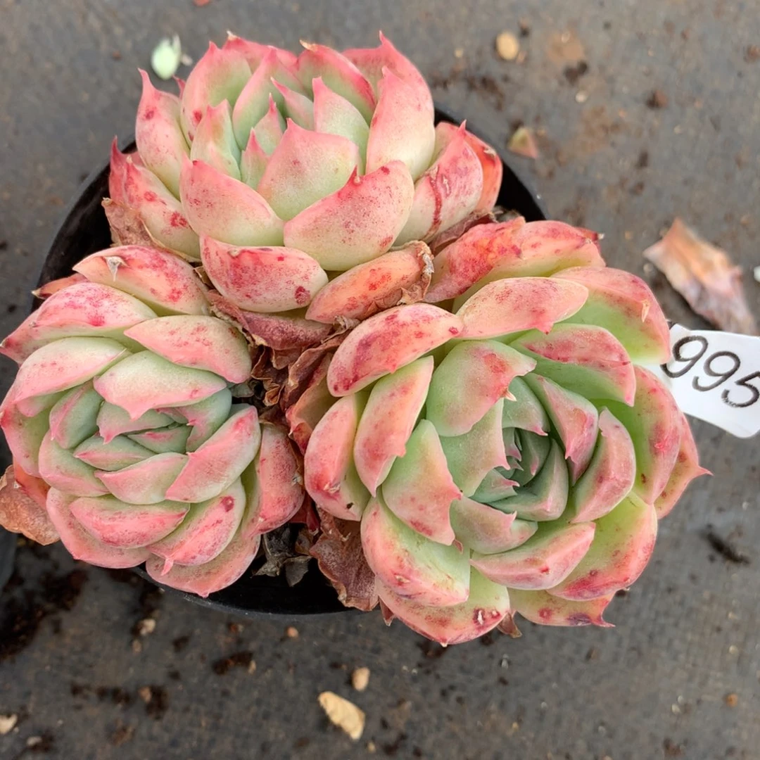 4995杂交精品基地9厘米