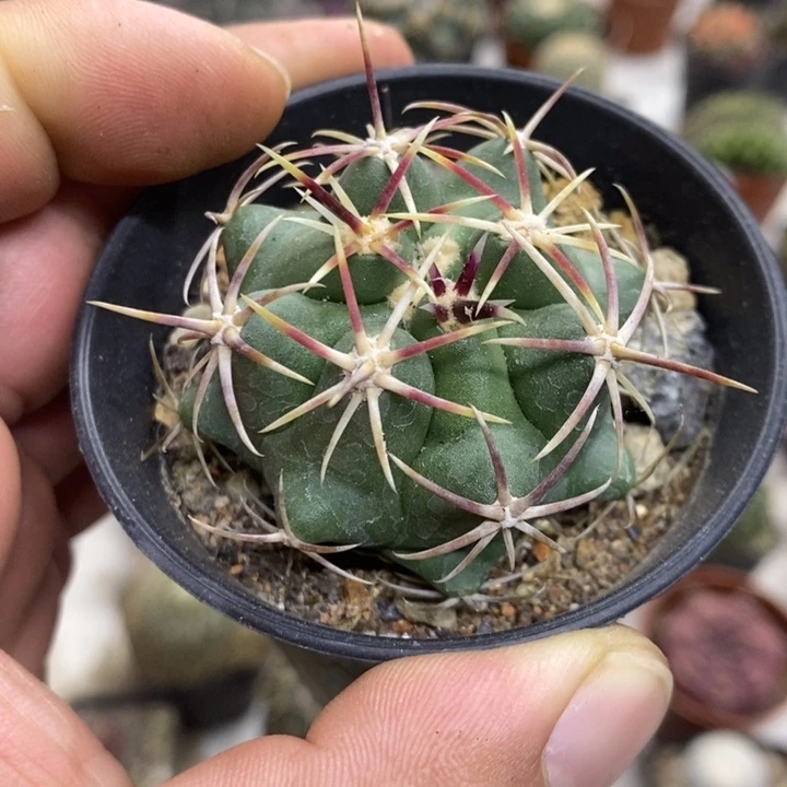 实生大红鹰特价福利