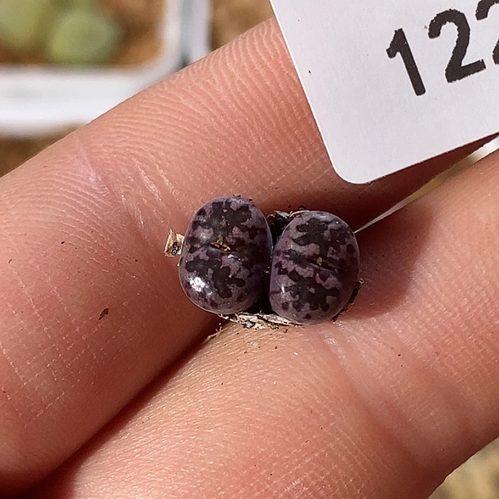 123-129-半价马克。