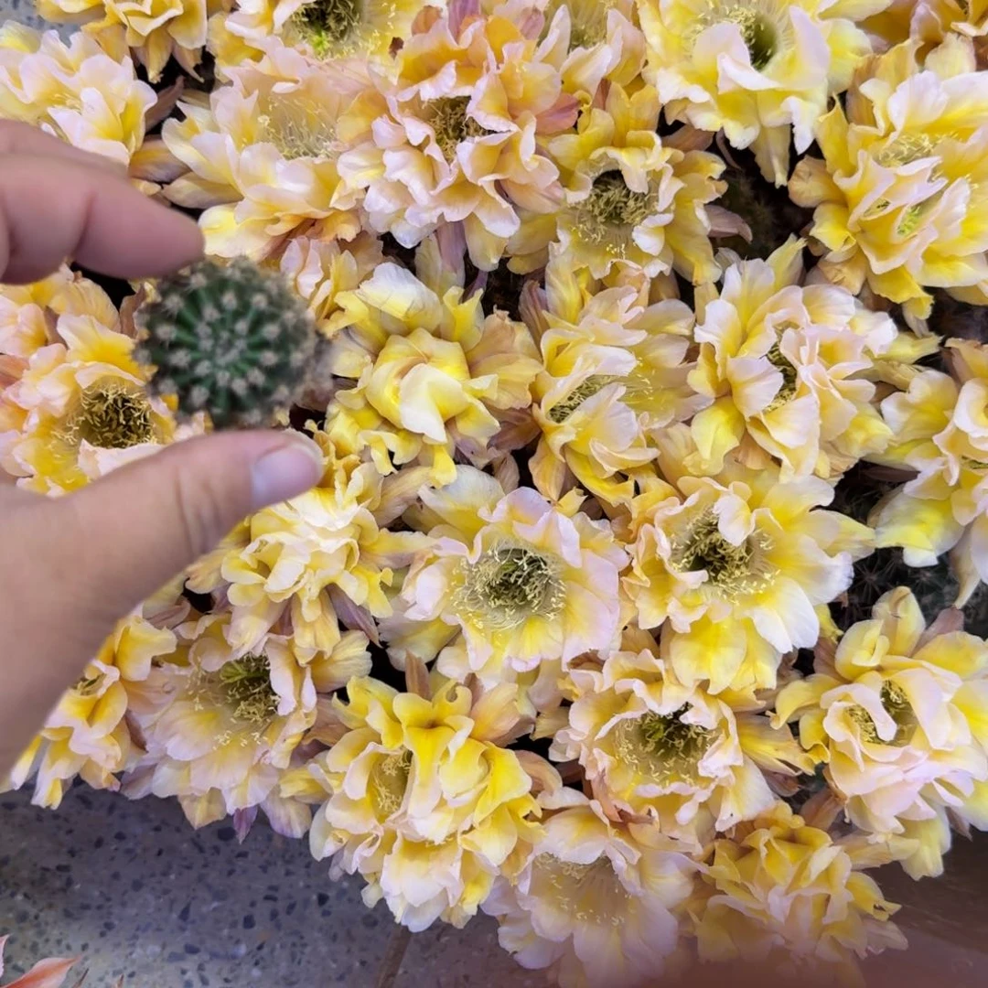 256彩草依然歪无根侧牙4公分左右，20包邮