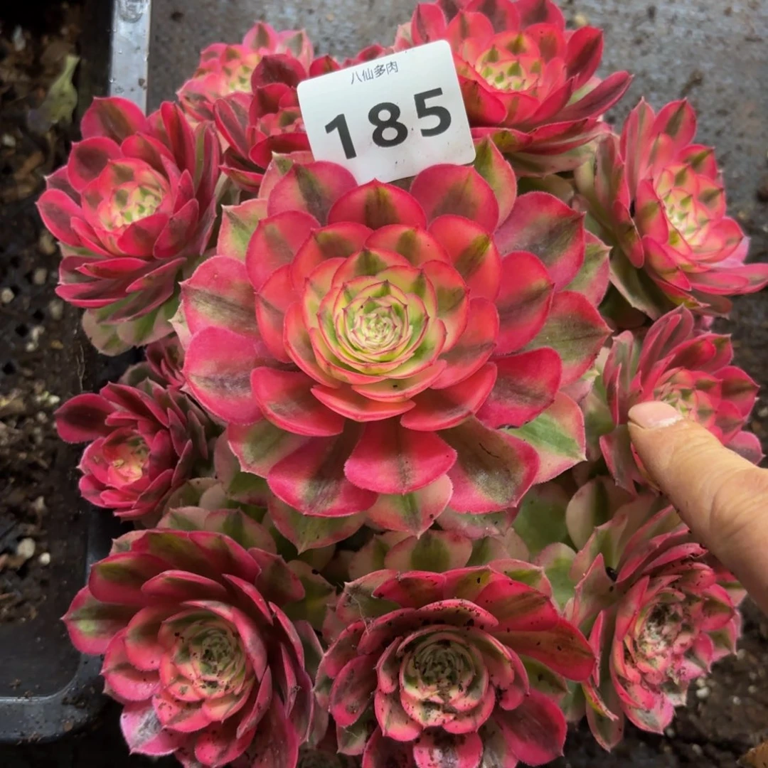 185多肉植物倾城