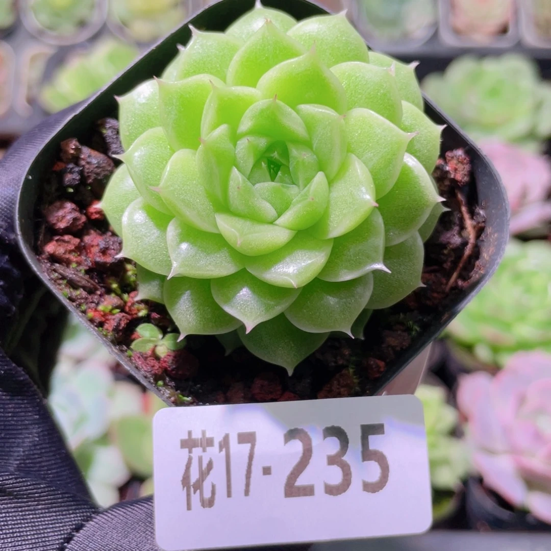 花利美17-235麦秆