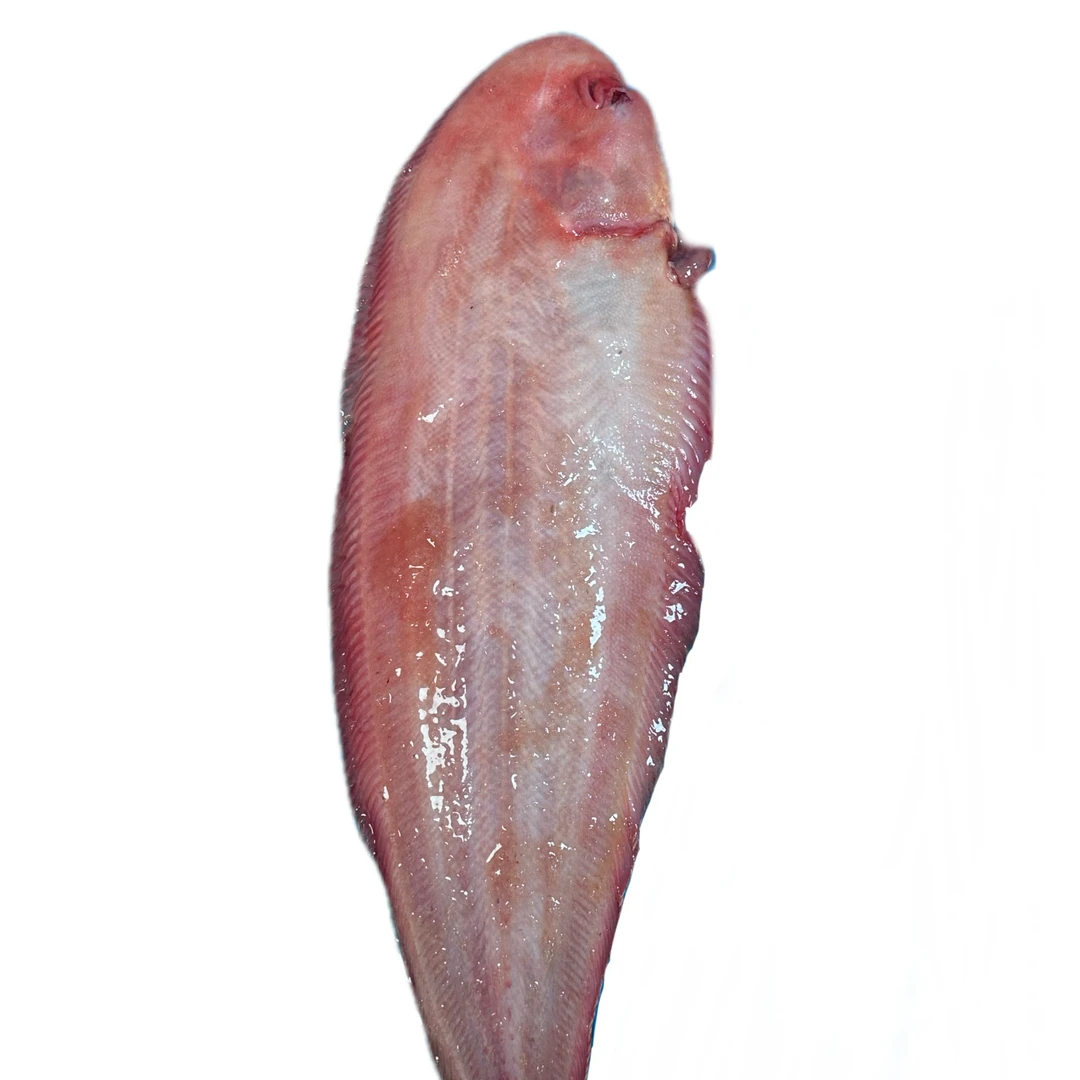 春节福利本地野生龙利鱼