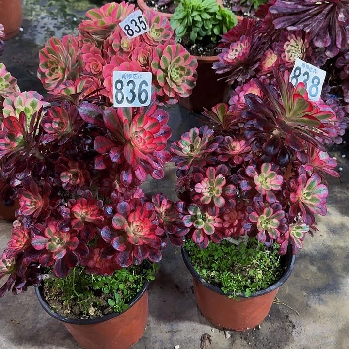 000000000000836836丽娜