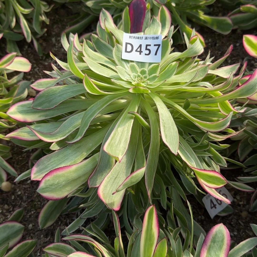 麻**?457天合寄养到秋