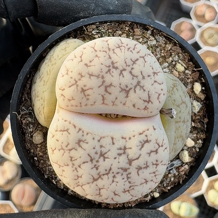 生石花111。     96