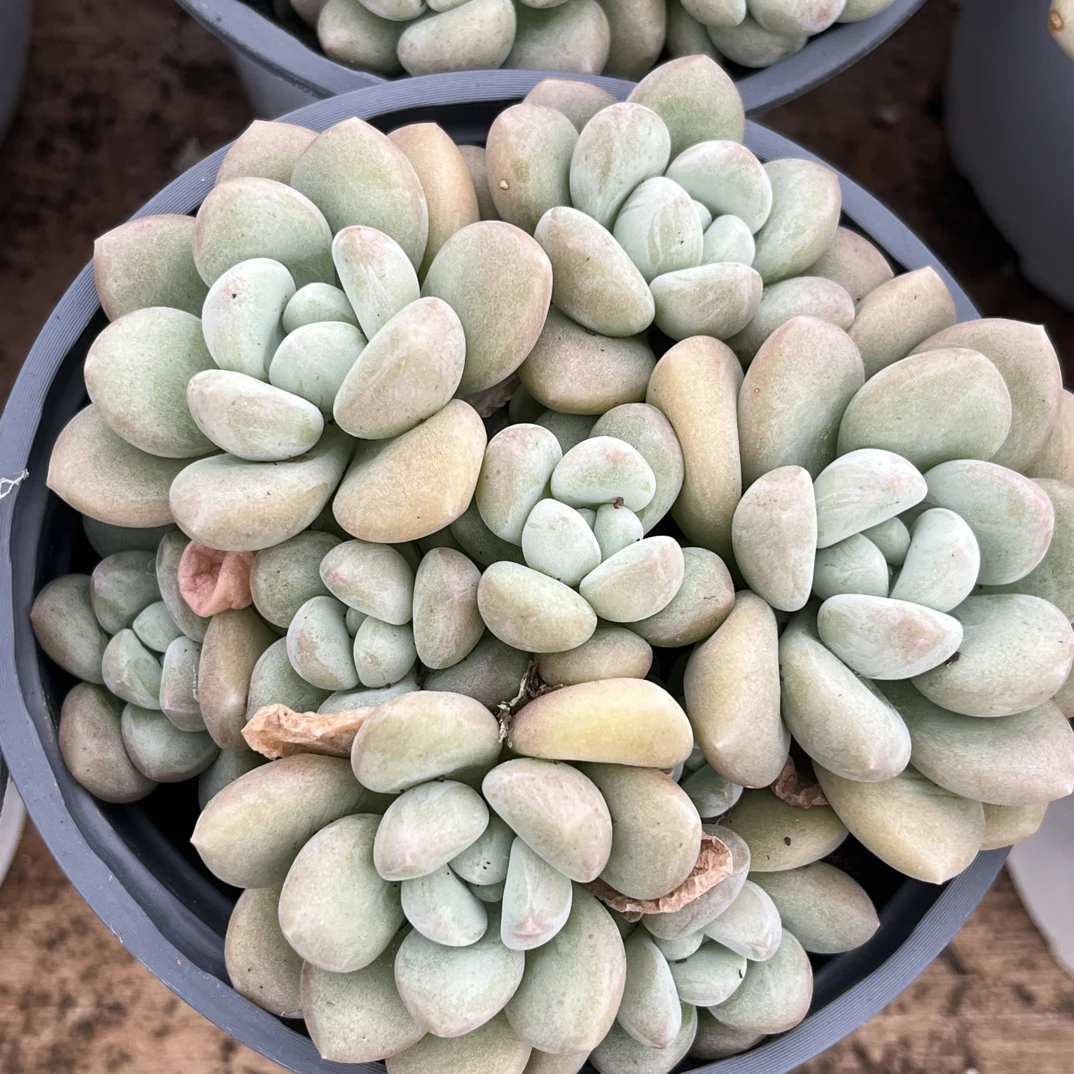 【任意下单即包邮】泡泡糖群生10厘米多肉植物,脱土发货