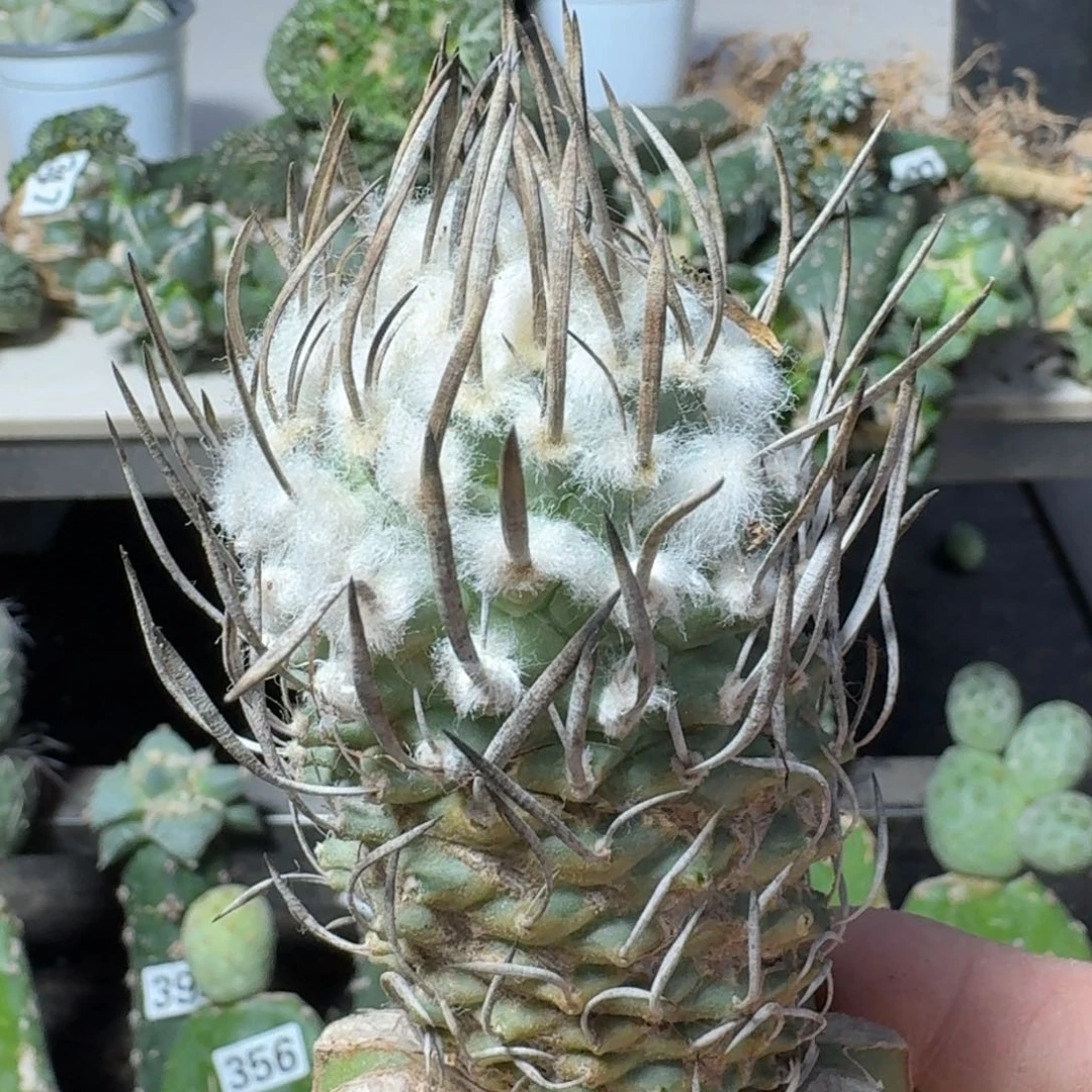 【闪购商品】无花朵苗接炭烧刺升云龙
