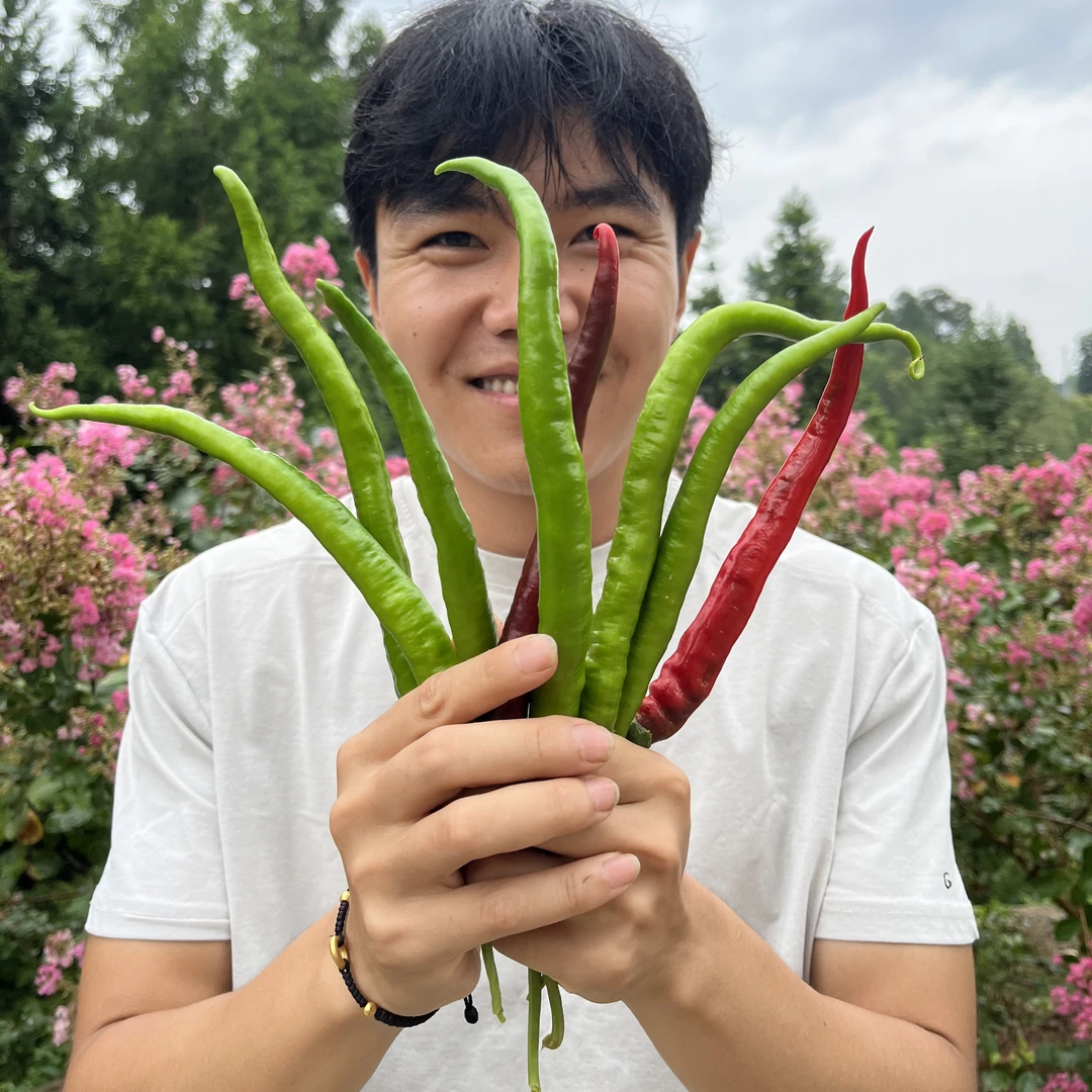 【凤凰县毛都村】新鲜露天农家辣椒包邮到家！