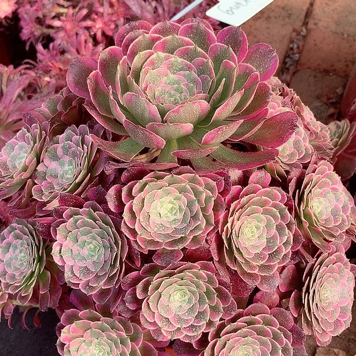 霁月捧花，多肉植物