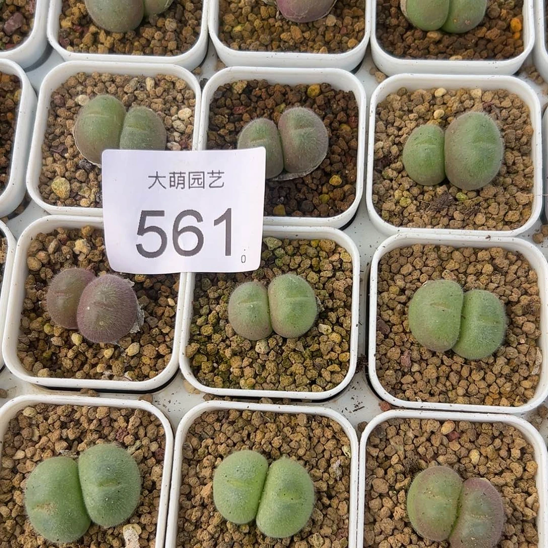 0000561量拍长毛翠滴双头3颗脱土发