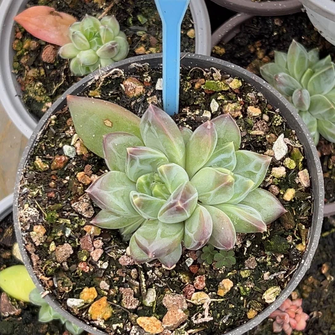 多肉植物优先暗纹美人543