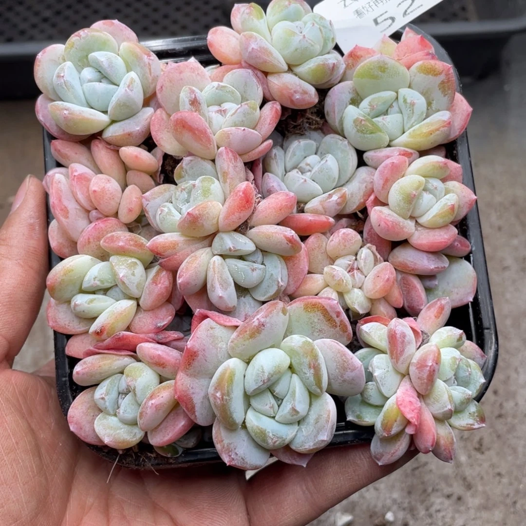 云糖心多肉植物521