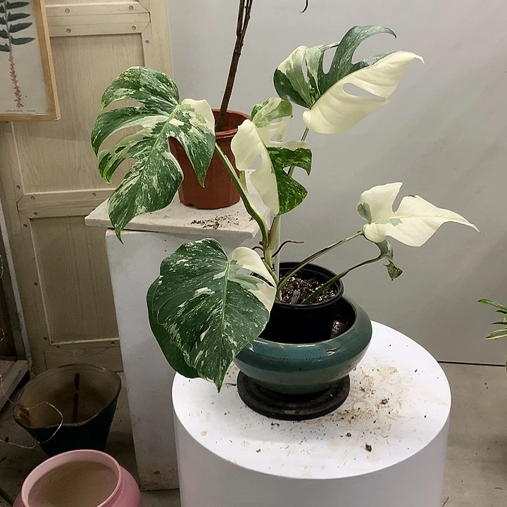 完全开放白锦龟背竹474