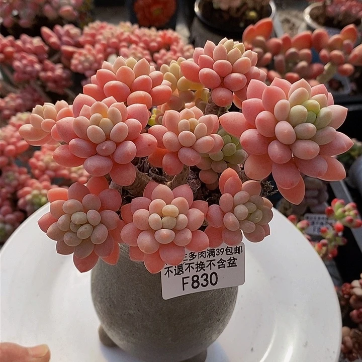 鱼子酱老桩10cm830多肉植物