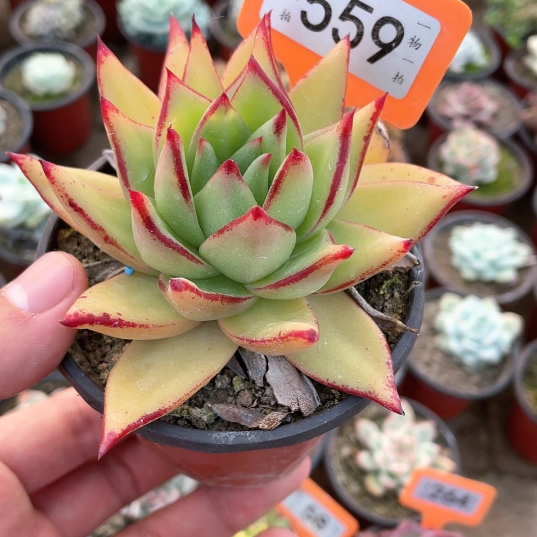 【闪购商品】P***o559号