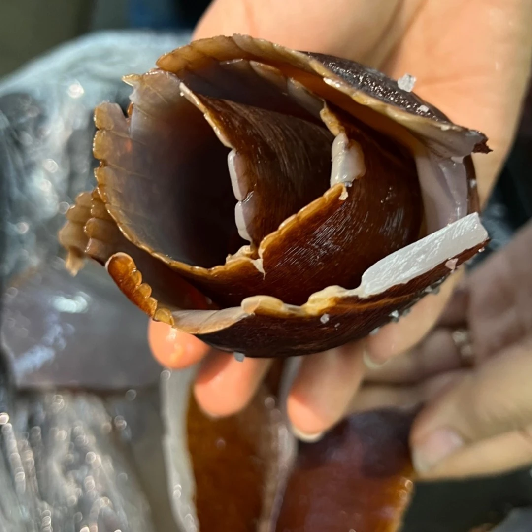 【海蜇金丝边红边】海蜇 盐渍海蜇边金丝边/红蜇边唇边裙边