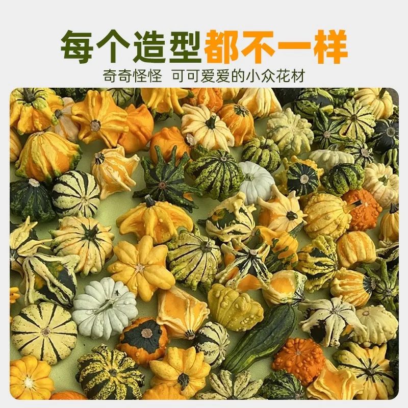 墨西哥清皮葫芦，随机发两个32.9，无售后