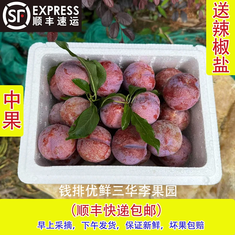 （精品中果）新鲜采摘李子正宗广东钱排银妃三华李3斤起（送辣椒盐）