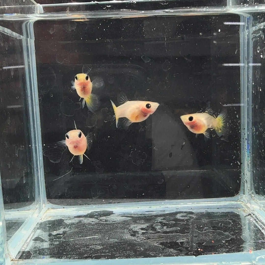 孔雀鱼黄金玻璃猫四条母