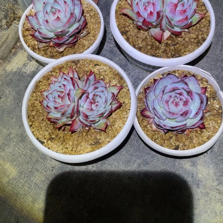 心***琴精控惊鸿四个一物一拍