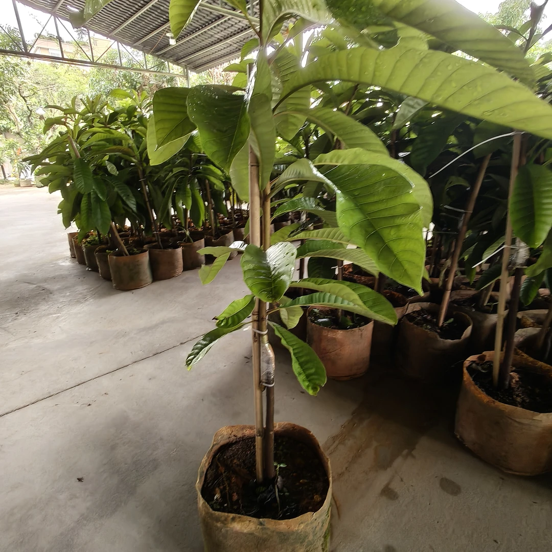 大蜜红妈咪苗地栽盆栽庭院种植
