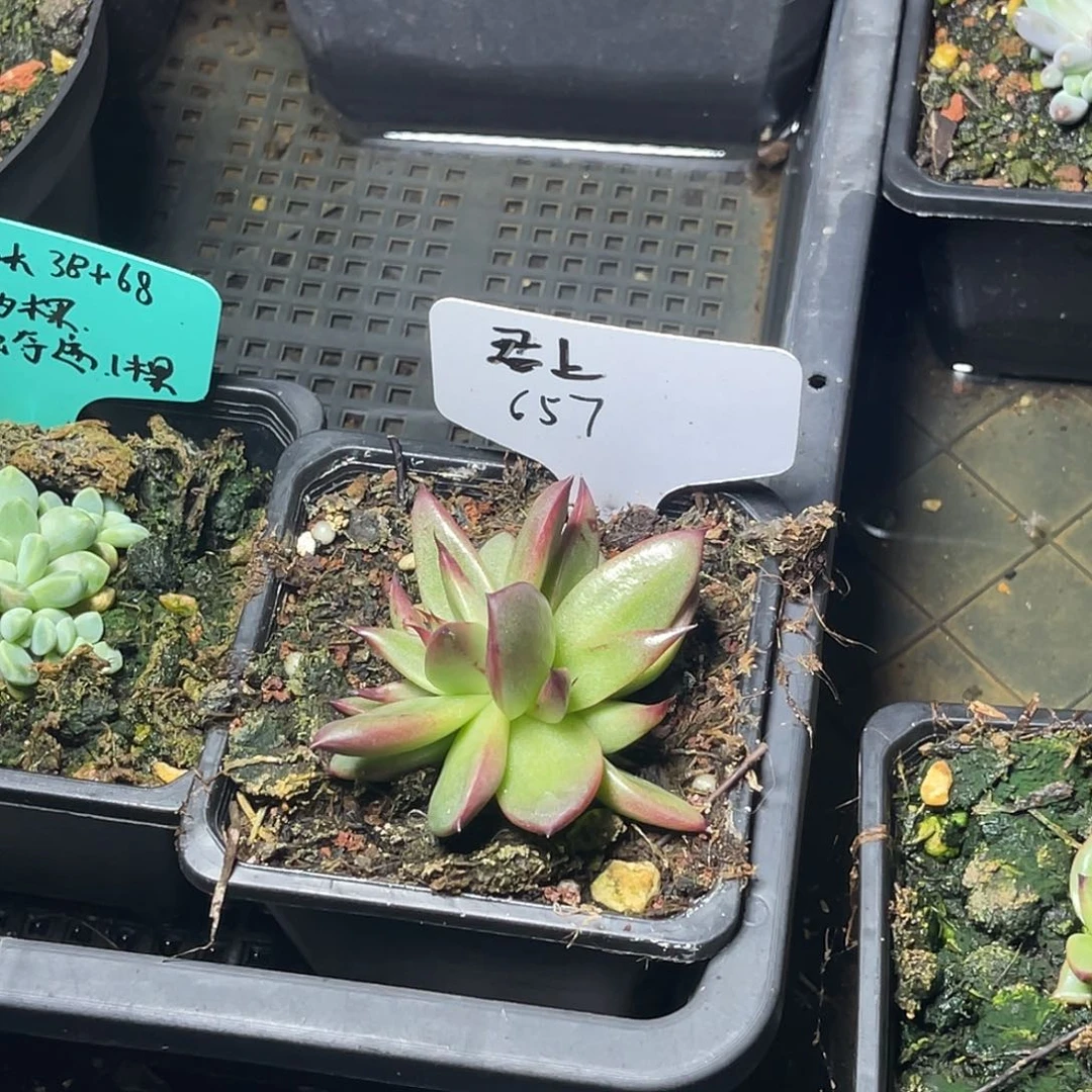用***7多肉植物一组一排排