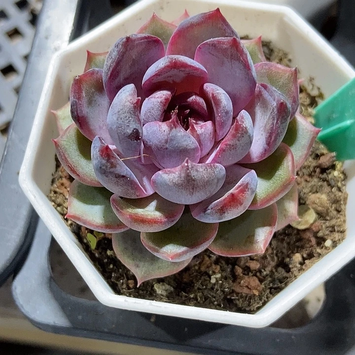 多肉植物蓝色妖姬1973