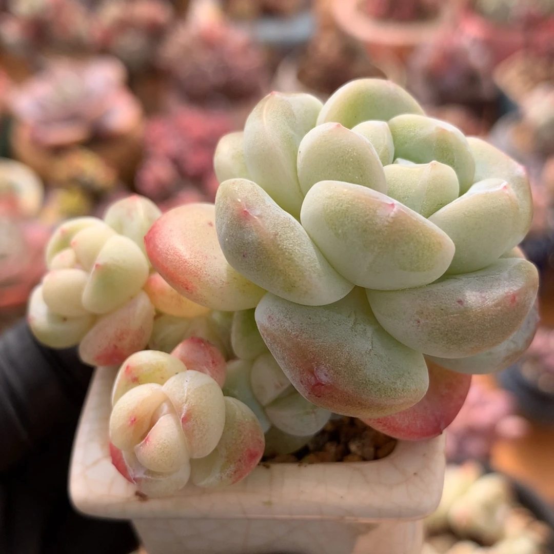 六头冰玉一物一拍 009