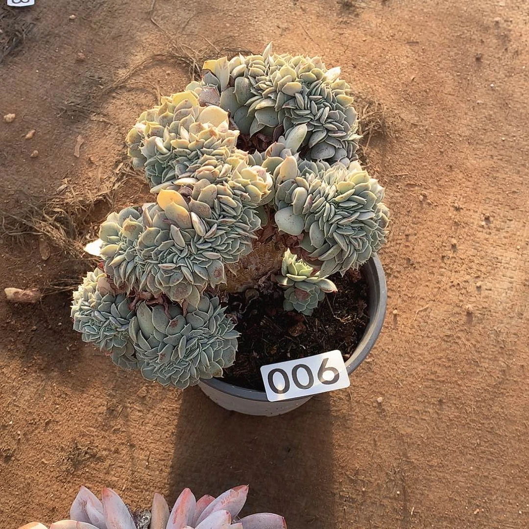 006雪域 一物一拍多肉