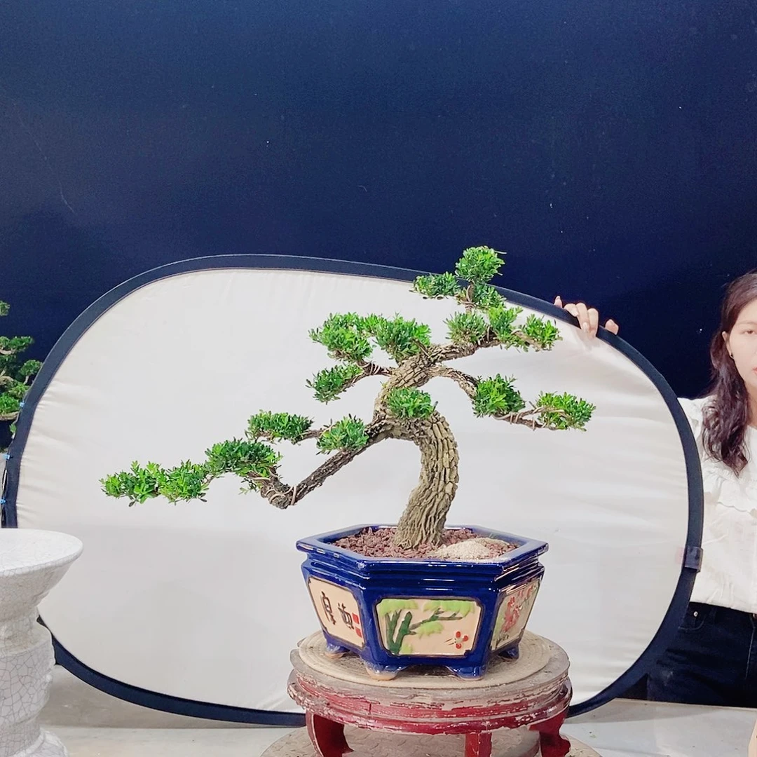 当前无花朵，栽培后可花朵