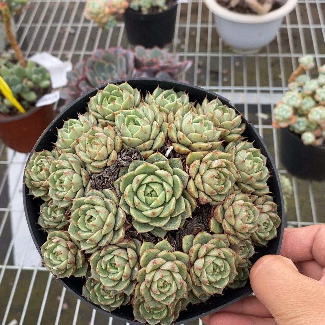 6721笨吧蒂斯一物一拍