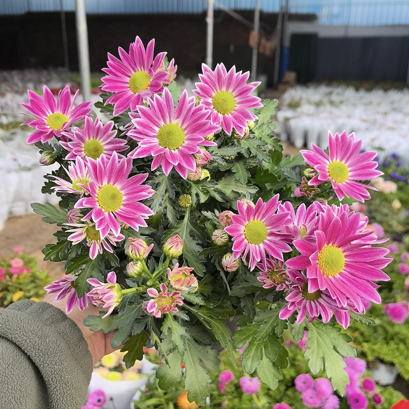 圆心剧场小雏菊(花边色 小清新)庭院阳台开花植物