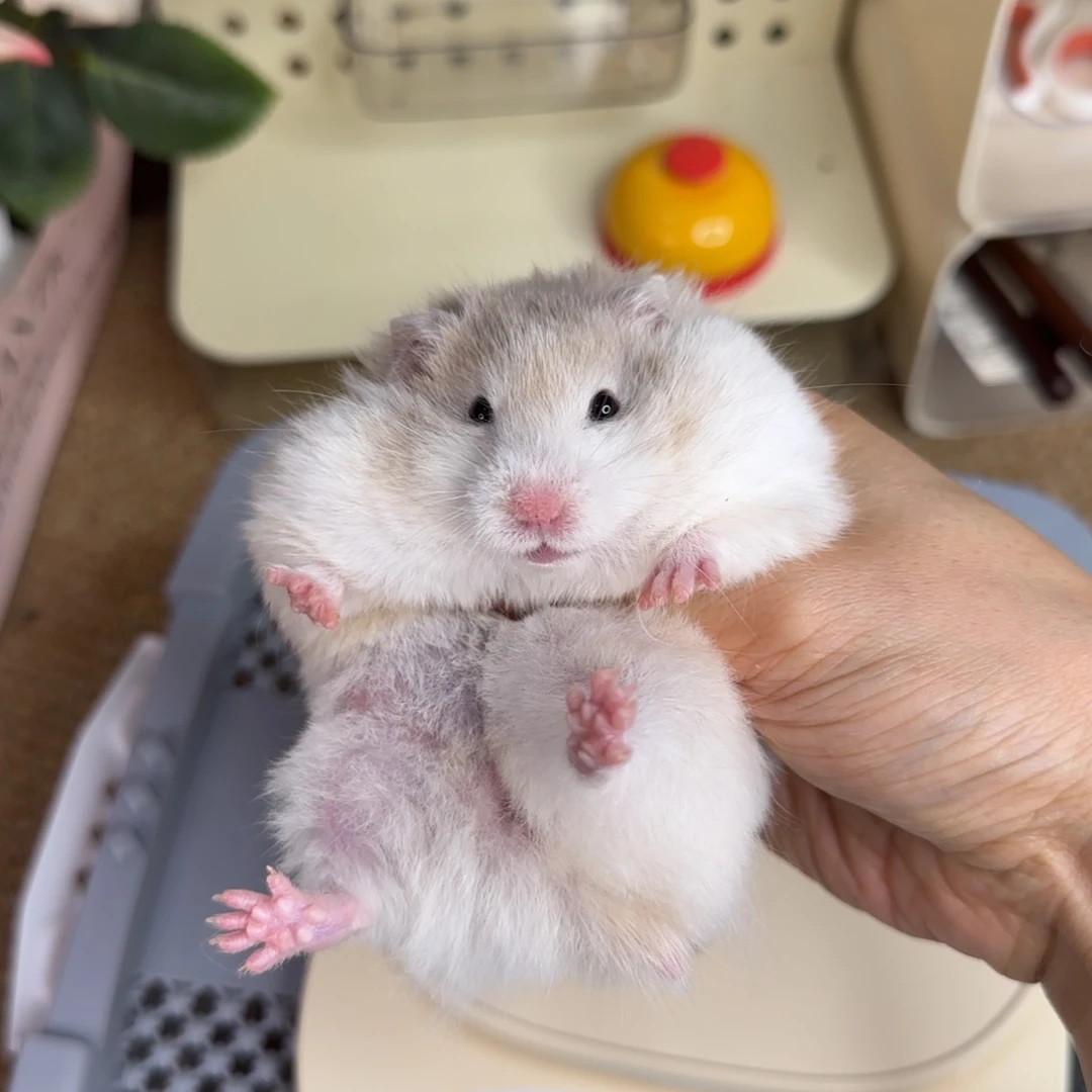 巧波妹妹8.03生日