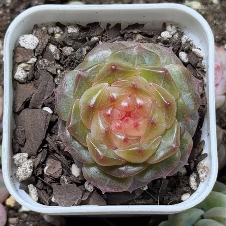 贵妃珍妮多肉一颗