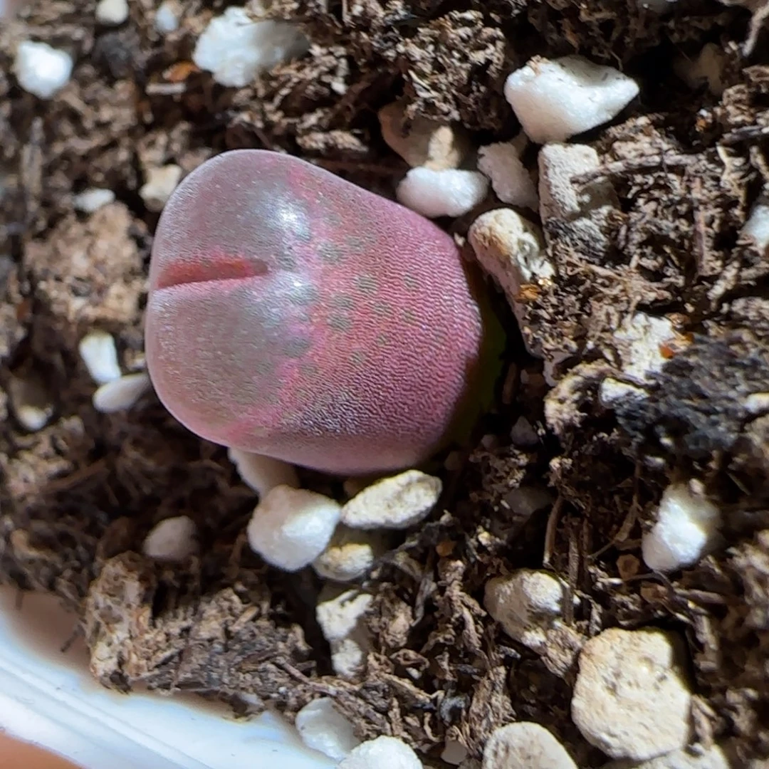 肉锥多肉植物组合-10km风铃662