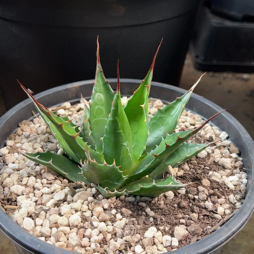 无花朵多肉植物蒙塔纳实生