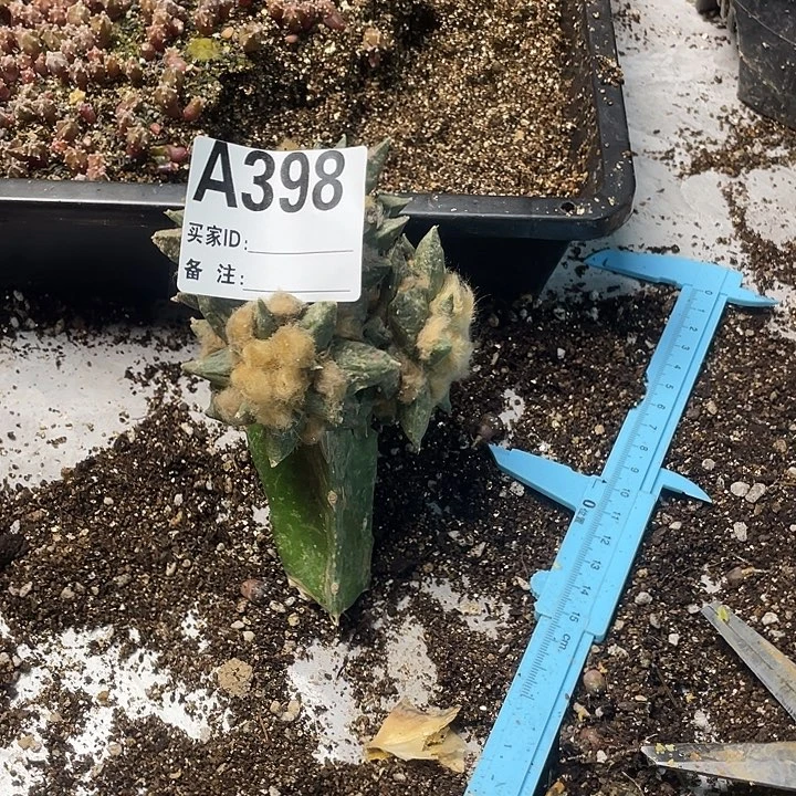 完全开放398龙角牡丹一个