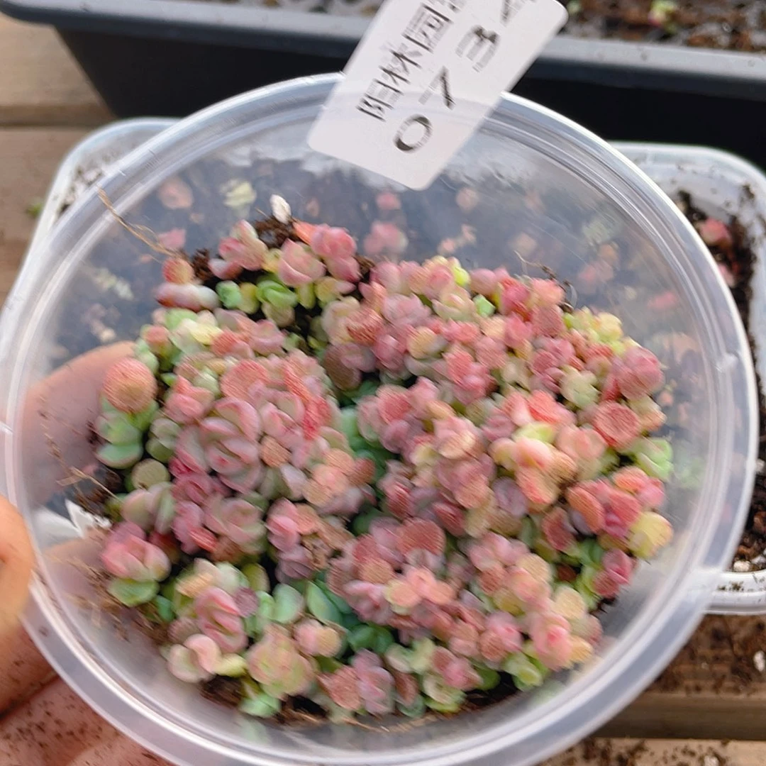 多肉植物多肉植物734