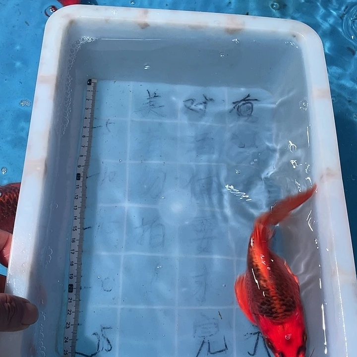 蝴蝶鲤鱼渔场直发19