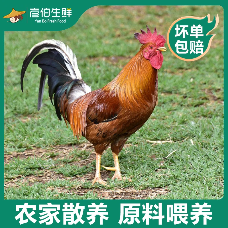 彦伯生鲜农家散养大公鸡两只合计六斤