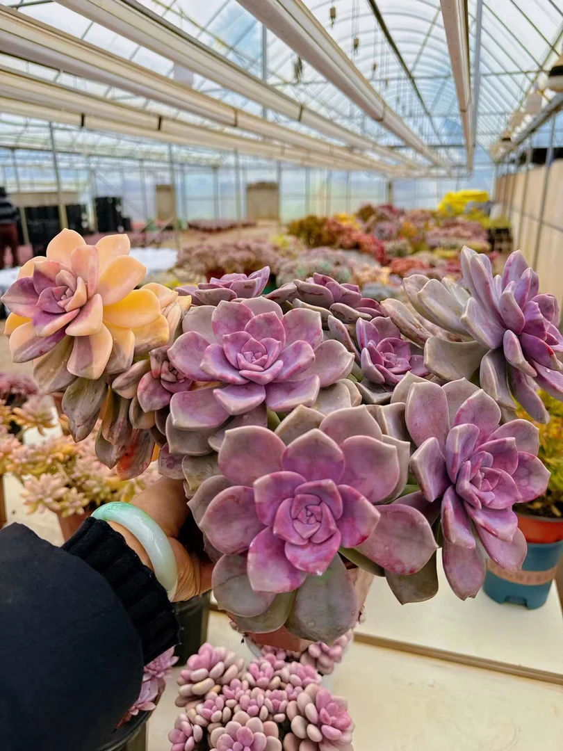 【紫乐锦】脱土发货   阳台好养盆栽露养老桩多肉