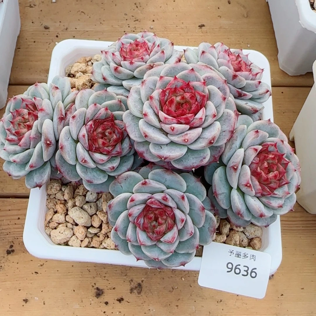 天鹅绒，9636多肉植物