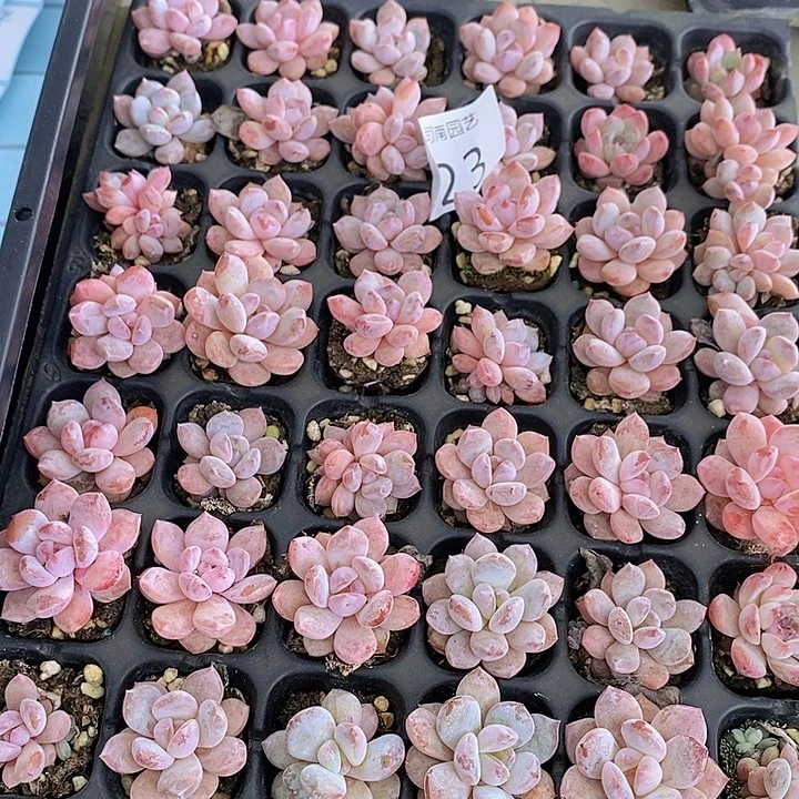 23 多肉植物盆栽花卉