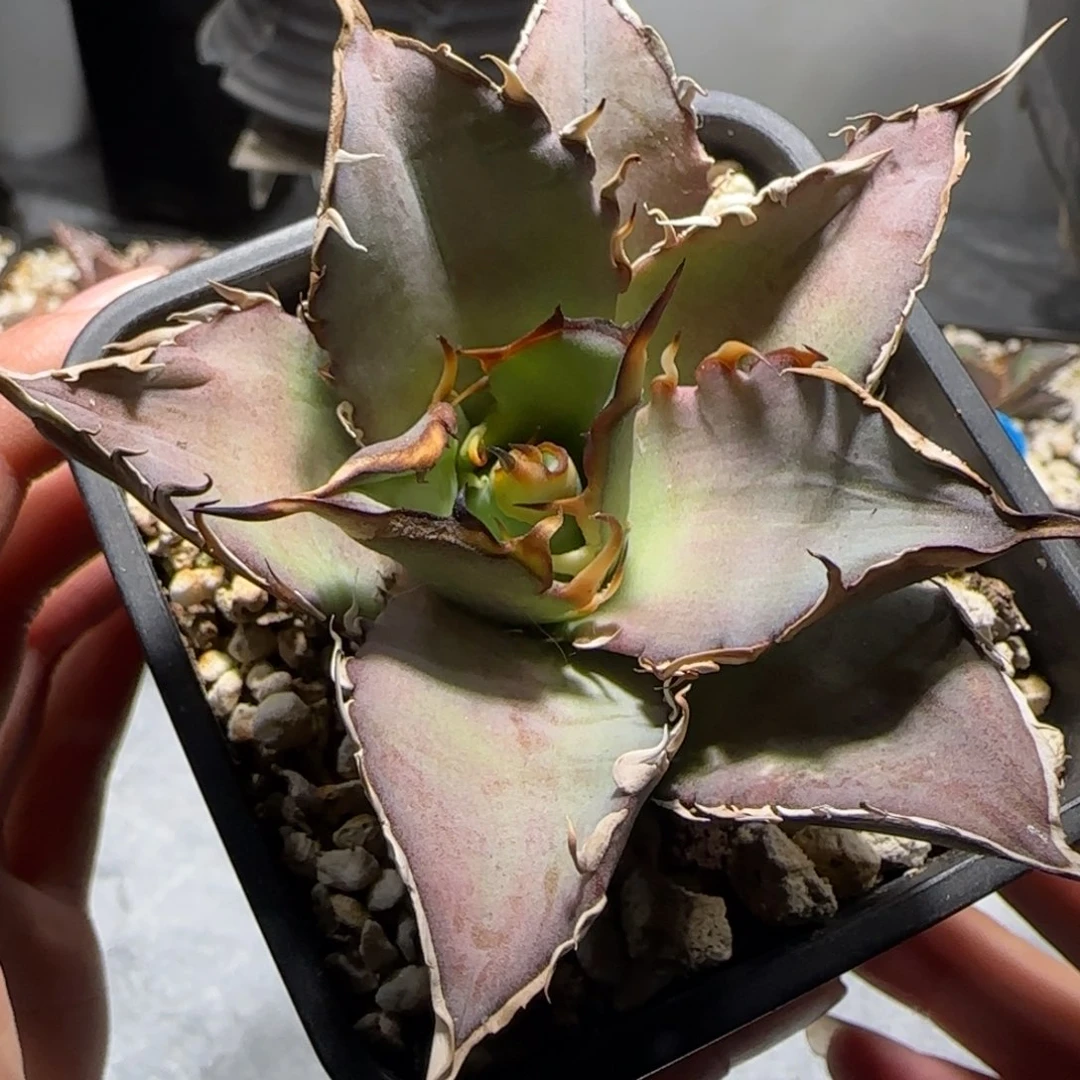 实生仁王冠龙舌兰1